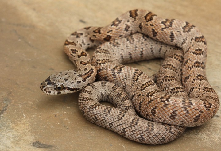 Baird's Rat Snake